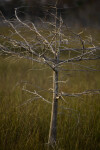 Dwarf Cypress Close-Up