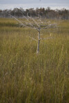 Dwarf Cypress Tree in Sawgrass