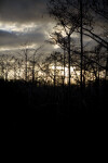 Dwarf Cypress Trees in Evening