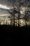 Dwarf Cypresses at Sunset