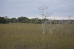 Dwarf Cypresses in Everglades