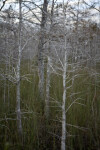 Dwarf Cypresses in the Sawgrass