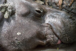 Dwarf Hippo Close-Up