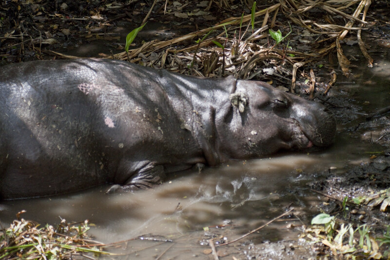 Dwarf Hippo