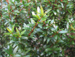 Dwarf Myrtle