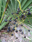 Dwarf Palmetto Berries