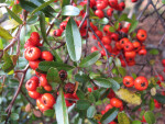 Dwarf Pyracantha Detail