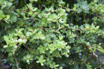 Dwarf Pyracantha Leaves, Branches, and Berries