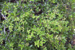 Dwarf Pyracantha Plant at the Kanapaha Botanical Gardens