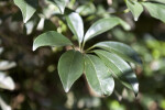 Dwarf Schefflera Leaves