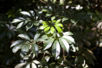 Dwarf Schefflera