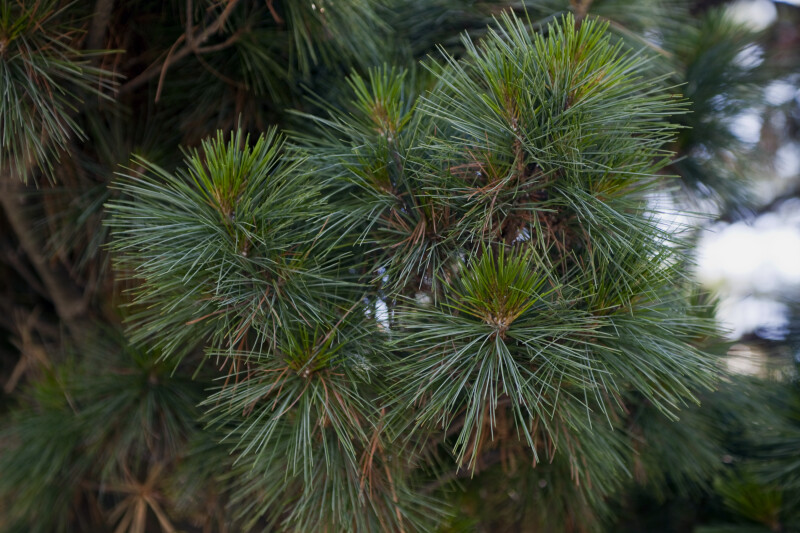 Dwarf White Pine Close-Up