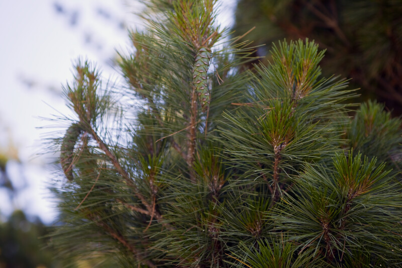 Dwarf White Pine Detail