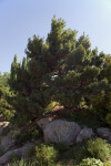Dwarf White Pine