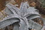 Dyckia