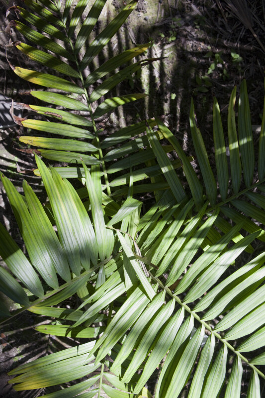 Dypsis rivularis Palm Fronds