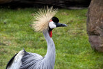 East African Crowned Crane at San Francisco Zoo