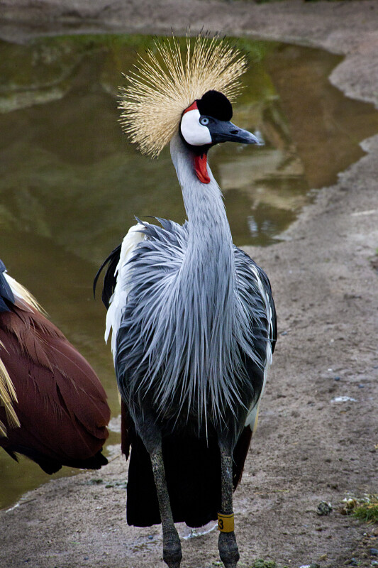 East African Crowned Crane by Shore