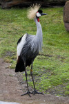 East African Crowned Crane Standing