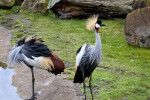 East African Crowned Cranes at Zoo