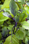 Easter Egg Eggplant Leaves and Bud