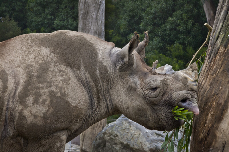 Eastern Black Rhino Eating