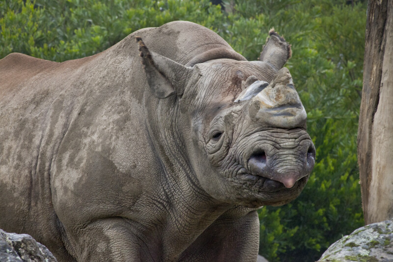 Eastern Black Rhinoceros
