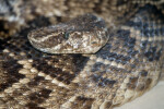 Eastern Diamondback