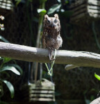 Eastern Screech Owl