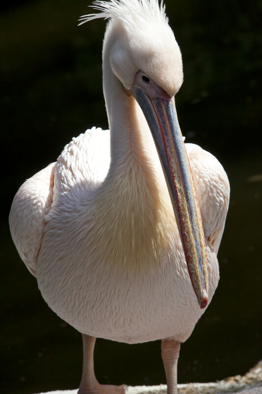 Eastern White Pelican Standing