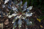 "Ebony Pearl" Rhododendron Leaves