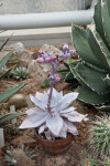 Echeveria subrigida