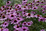 Echinacea purpurea