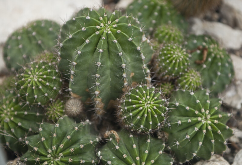 Echinopsis Cacti