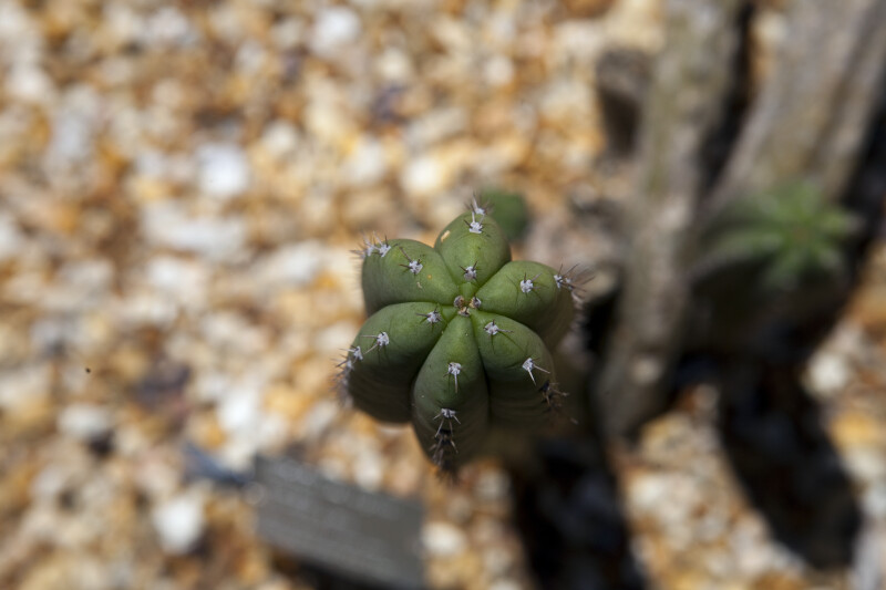 Echinopsis Cactus