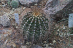 Echinopsis formosa