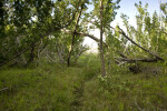 Edge of Tree Cover