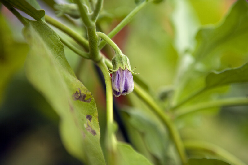 Eggplant Flower Budding