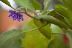 Eggplant Flower Detail