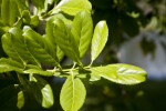 Elaeodendron Quadrangulatum Leaves