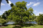 Elaeodendron Quadrangulatum Tree