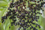 Elderberries