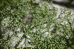 Elderberry Buds