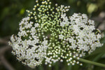 Elderberry Flowers and Flower Buds