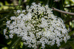 Elderberry Flowers Growing in a Bush