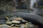 Electric Eel Near Rocks