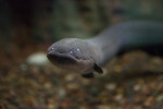 Electric Eel