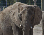 Elephant Close-Up