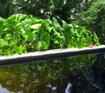 Elephant Ear Plants