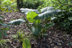 Elephant Ear Taro